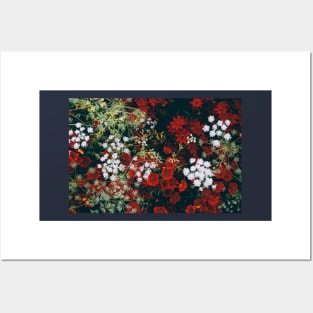 Red and white christmas flowers from above Posters and Art